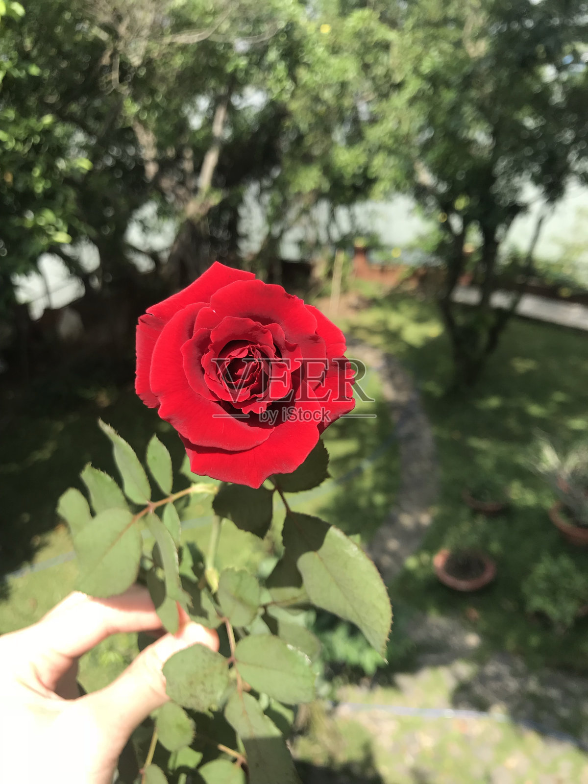 玫瑰照片摄影图片