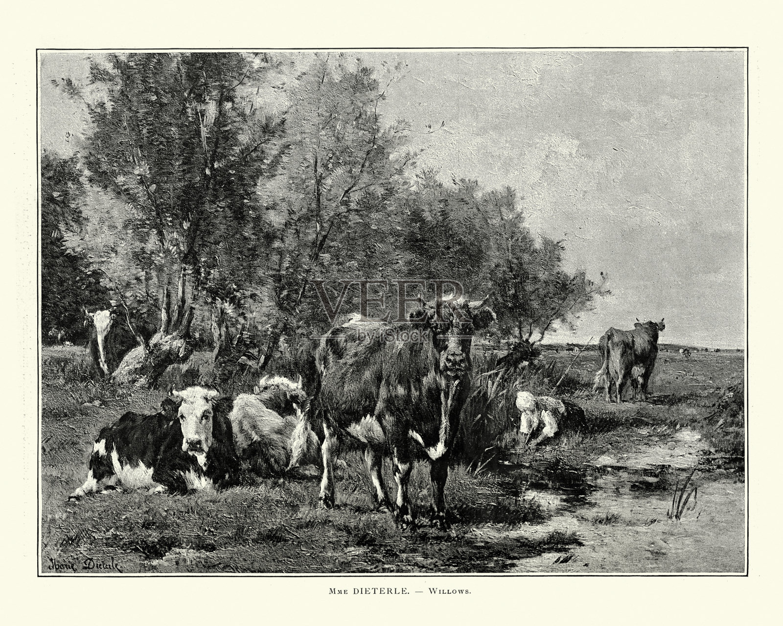 牛在柳树旁的田野里，19世纪插画图片素材