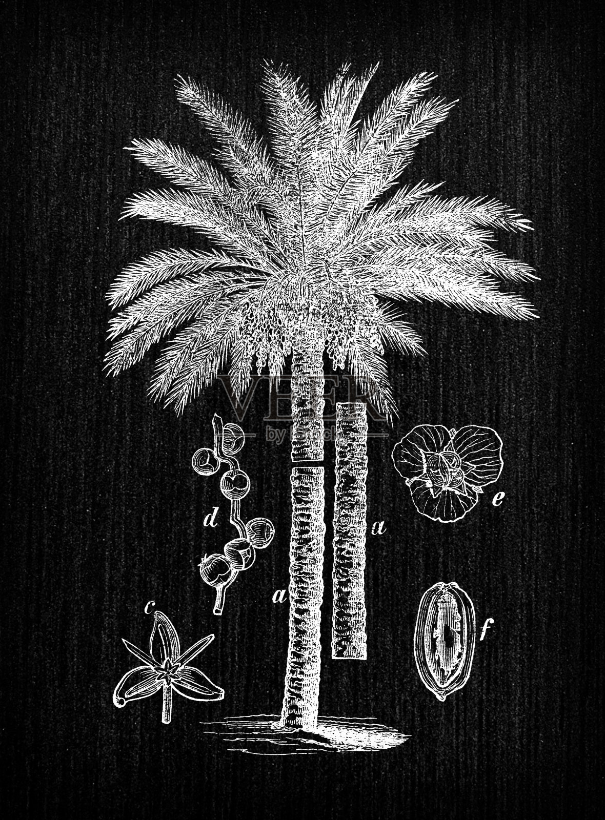 植物学植物仿古雕刻插画:凤凰dactylifera(枣树)设计元素图片