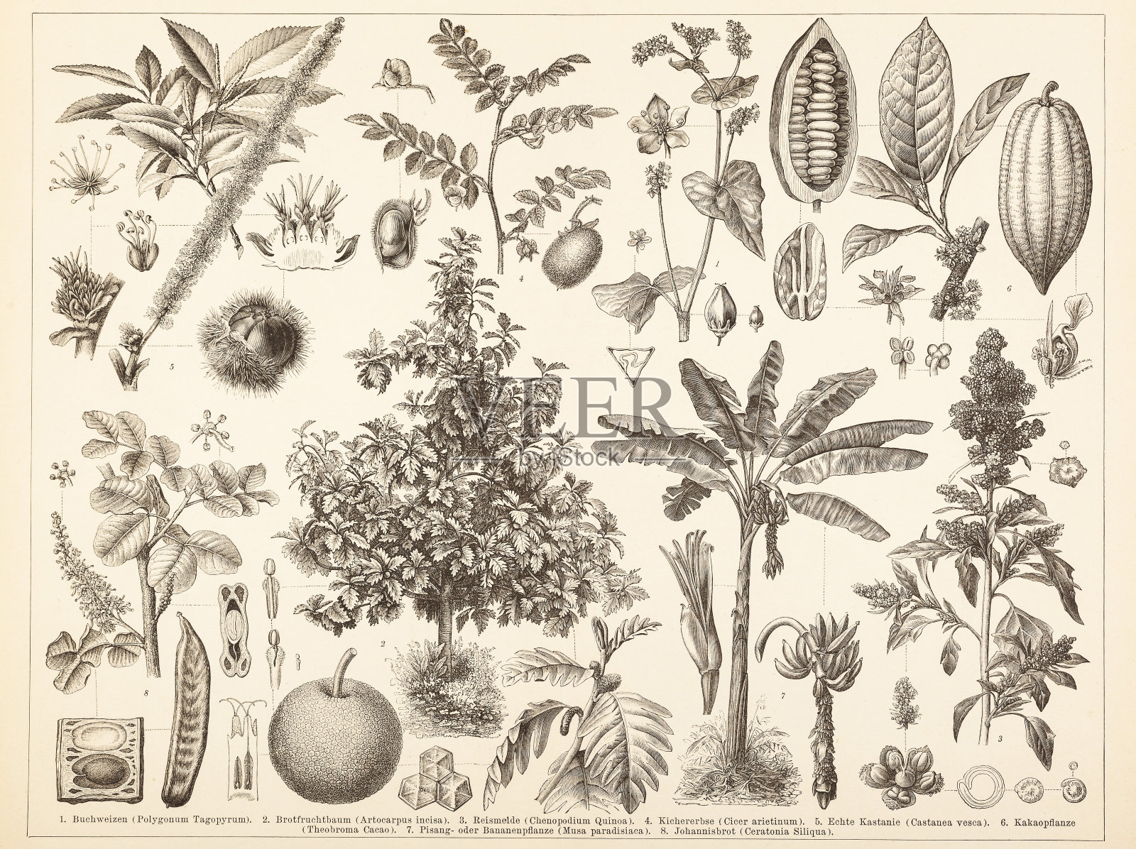 不同的栗树可可插图插画图片素材