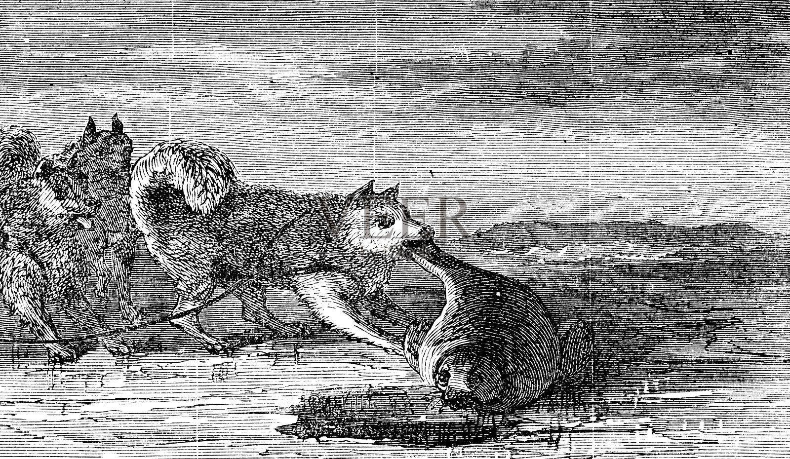 雪橇狗吃海豹肉在巴芬岛，加拿大- 19世纪插画图片素材