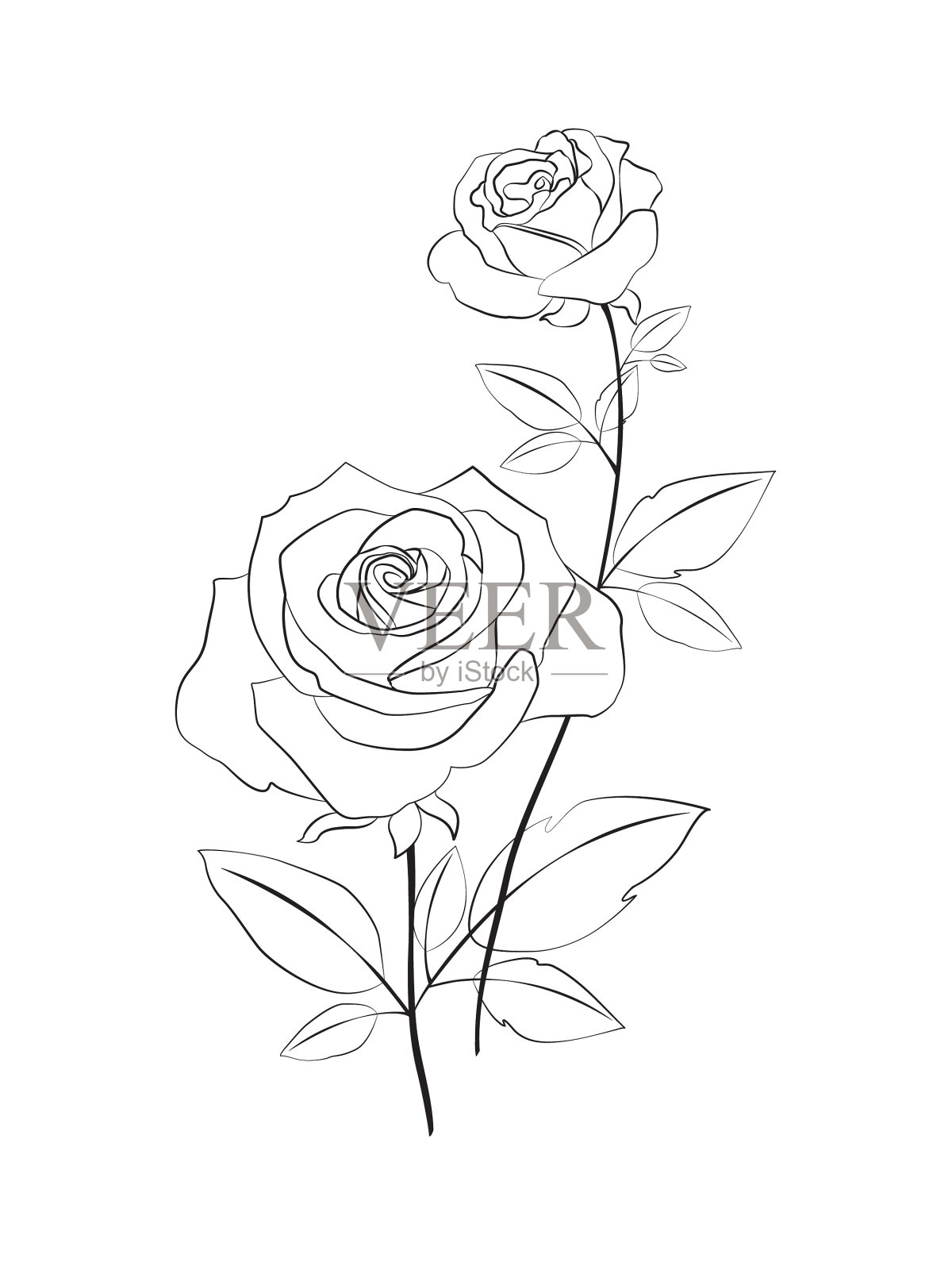 美丽的玫瑰线艺术画在白色的背景插画图片素材
