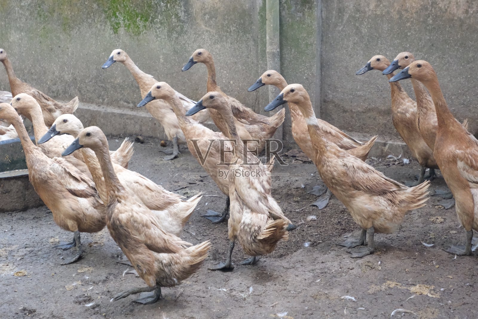 一群褐色的亚洲鸭在农场照片摄影图片