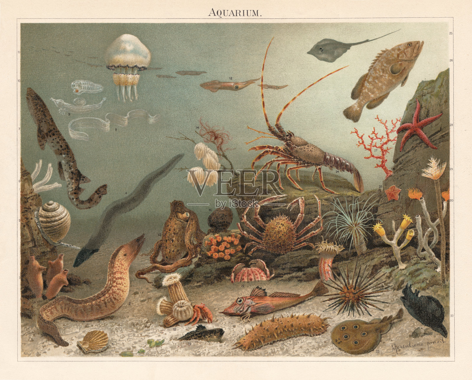 海洋水族馆，意大利那不勒斯动物园，色谱仪，出版于1897年插画图片素材