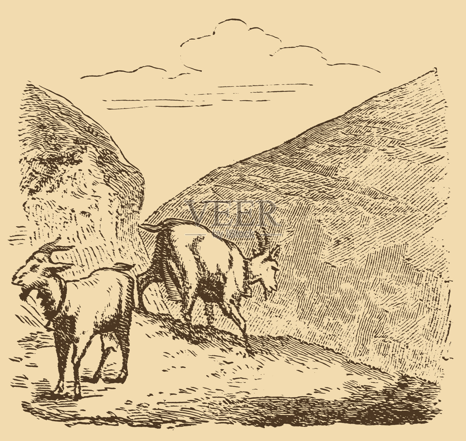 野山羊插画图片素材