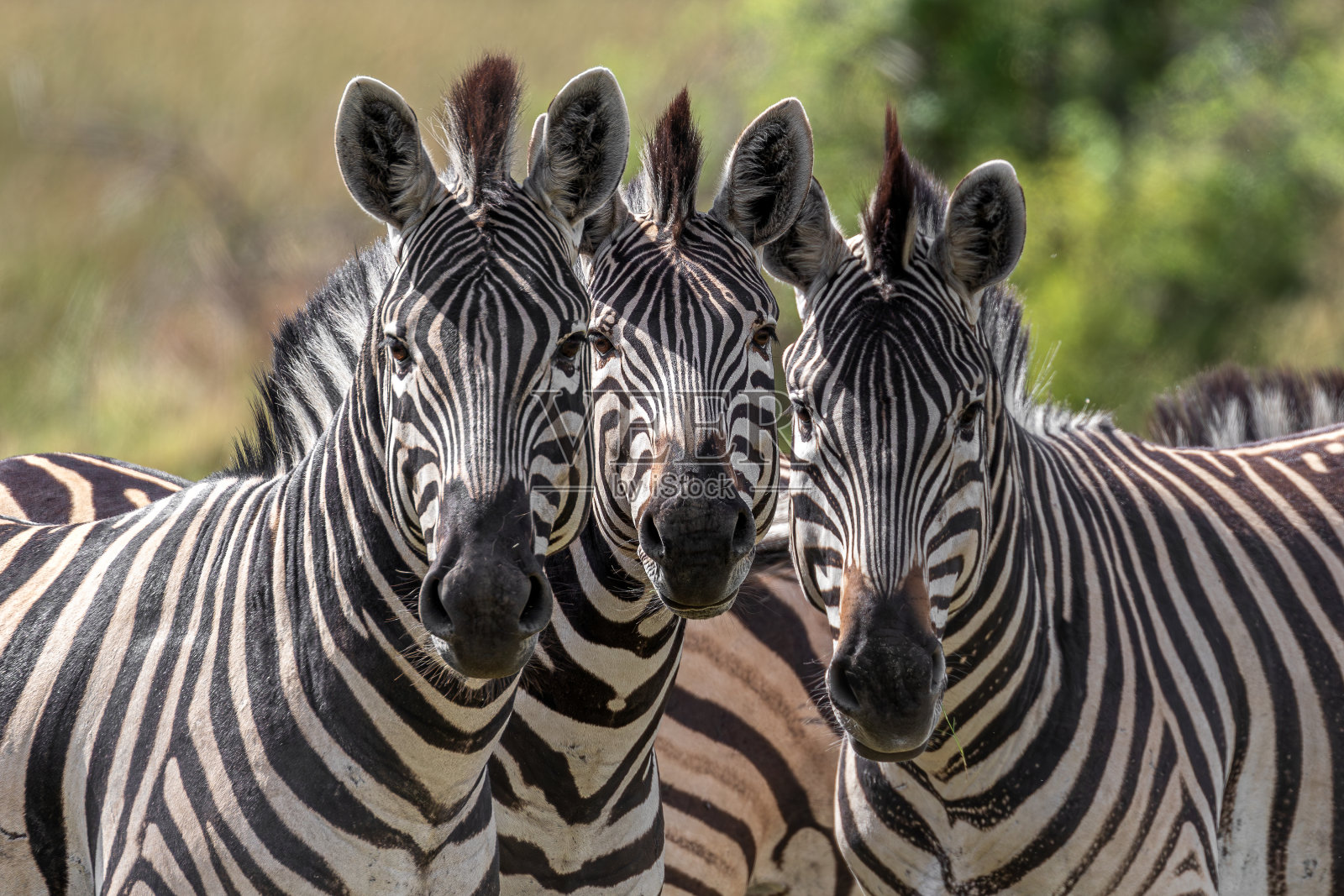平原斑马照片摄影图片