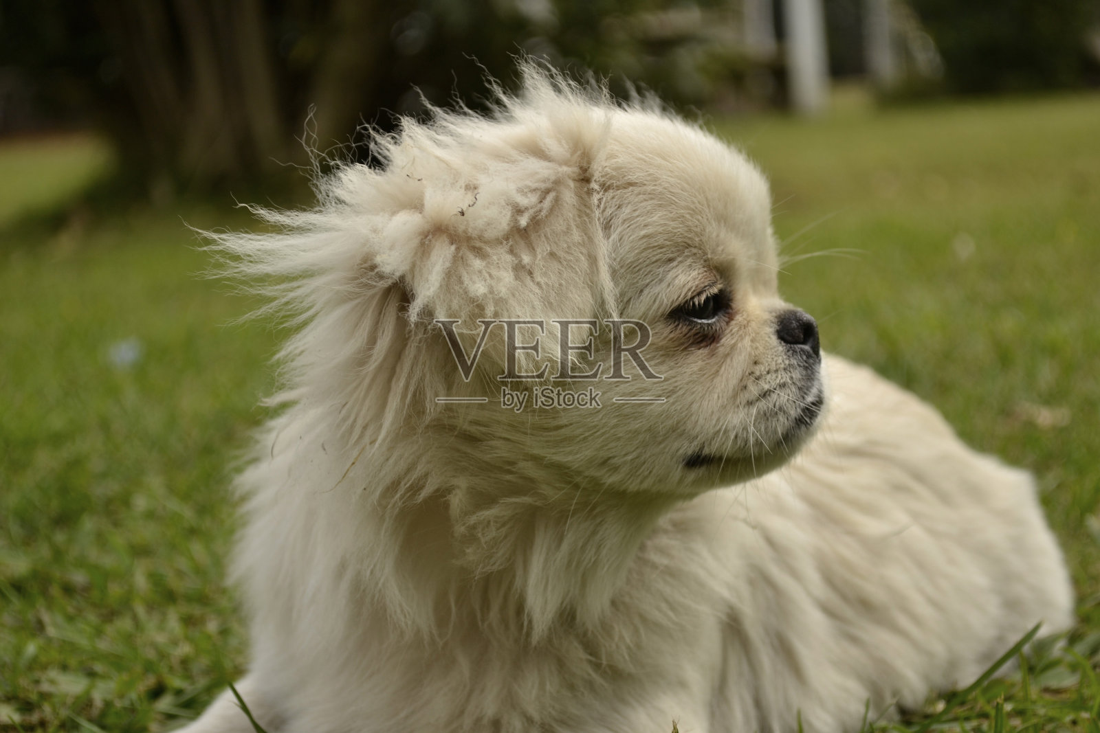 摆着白色长毛的北京哈巴狗照片摄影图片
