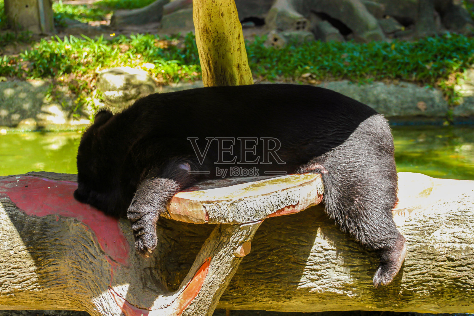 一只黑熊在动物园里打盹。照片摄影图片
