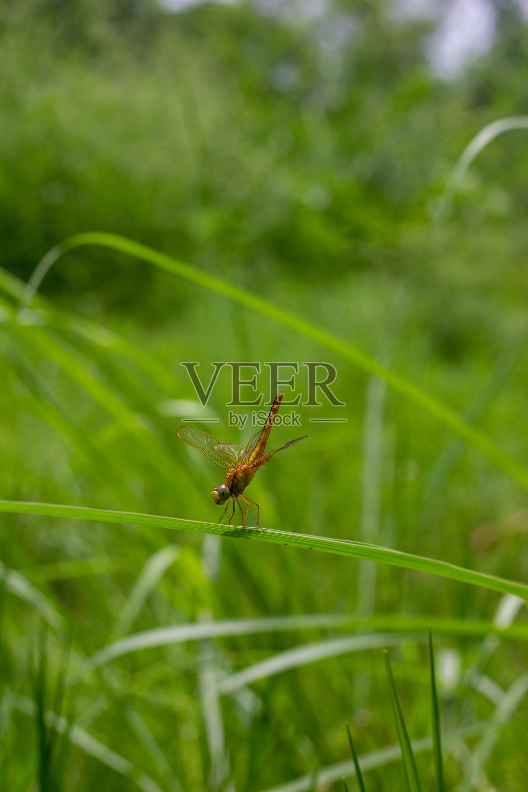 草地上一只蜻蜓的微距照片照片摄影图片