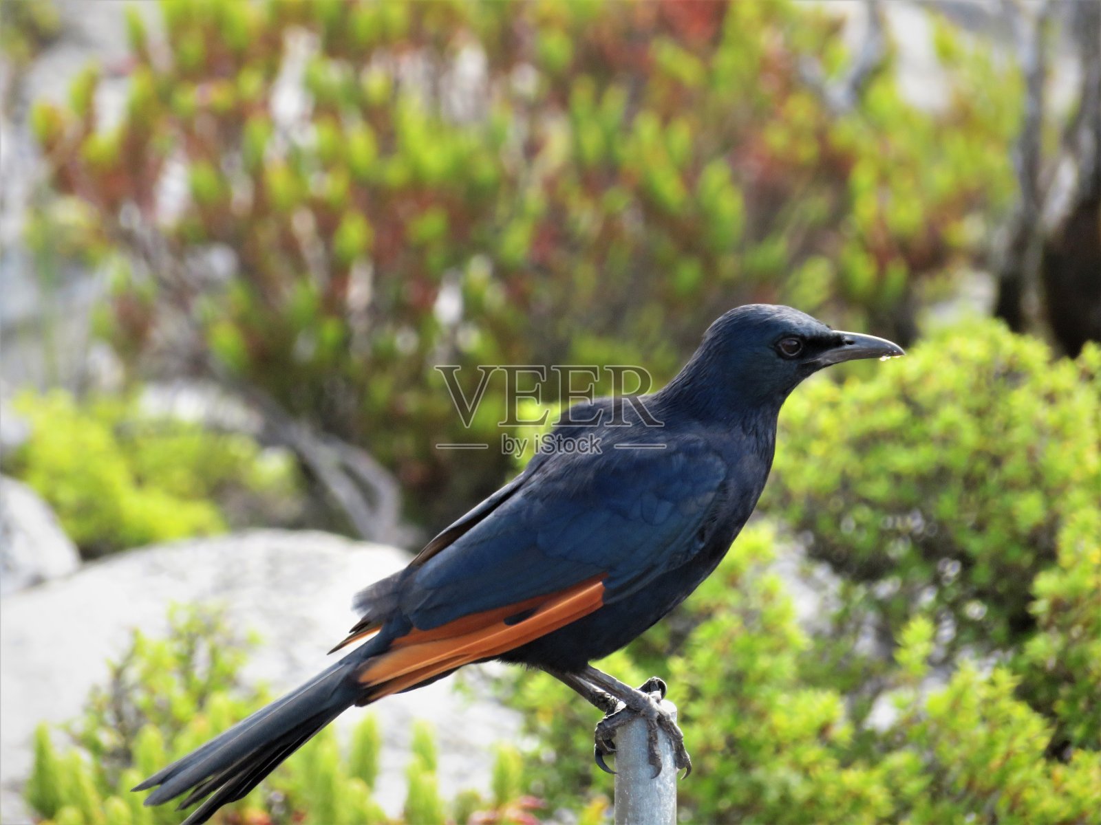 红翅八哥照片摄影图片