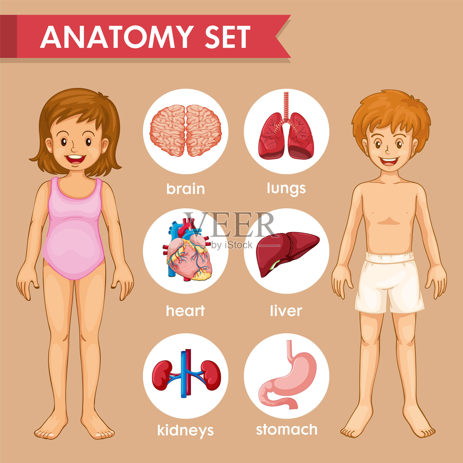 科学医学儿童器官插画图片素材