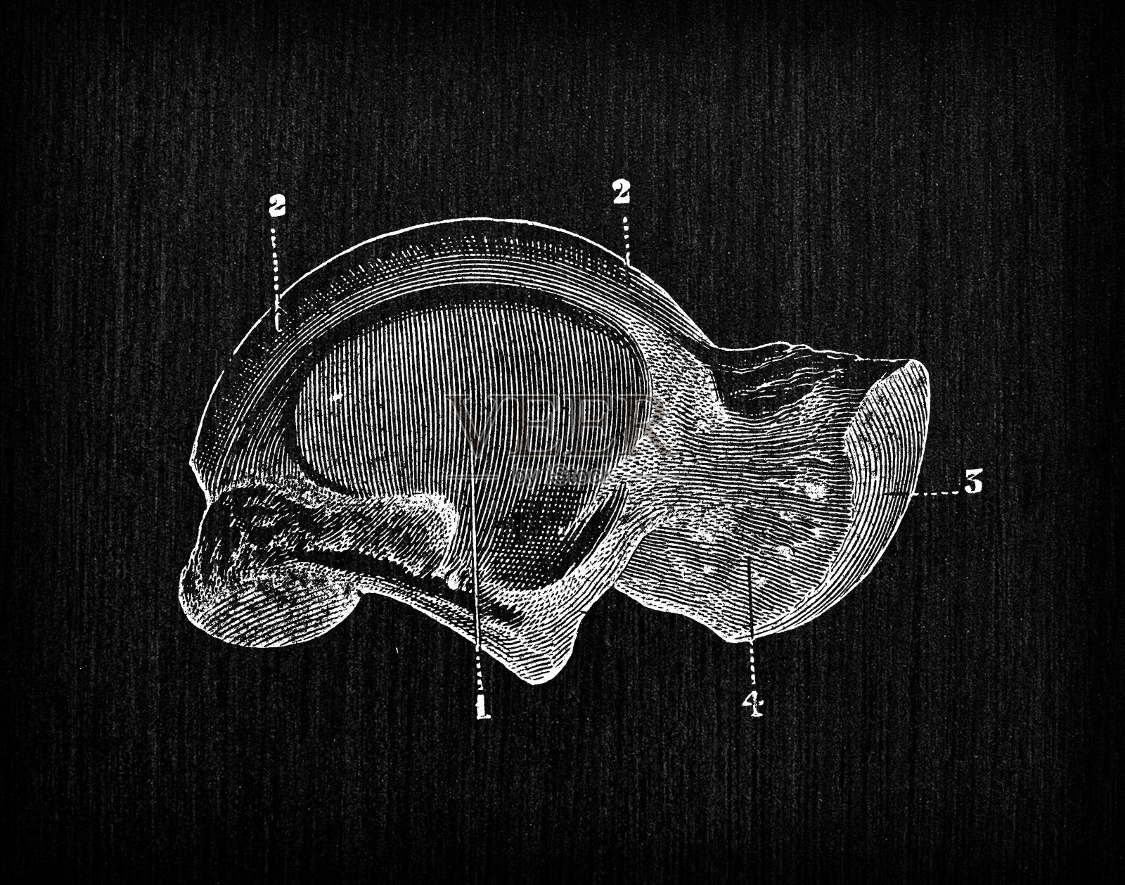 人体解剖骨骼的古董插图:距骨插画图片素材
