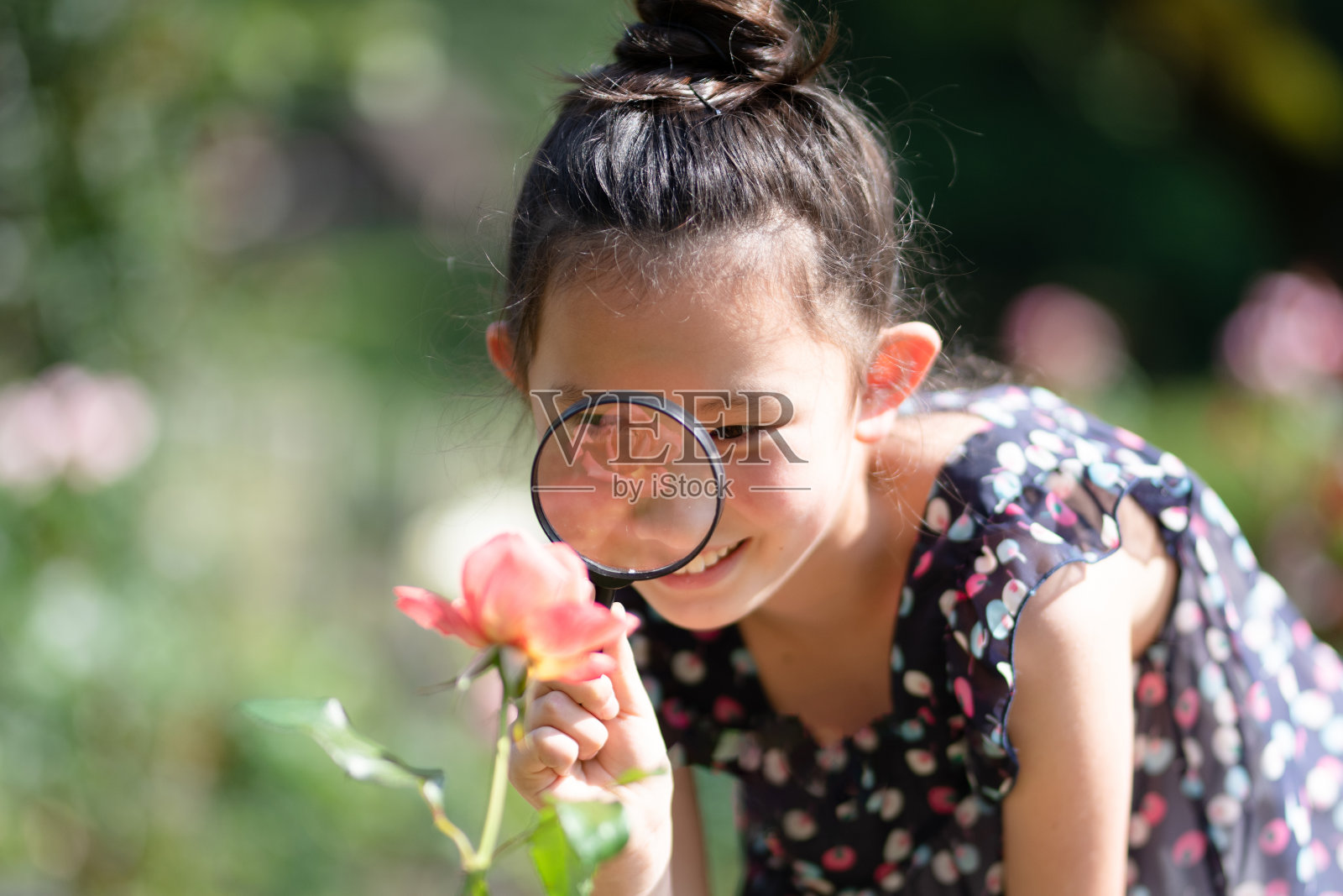 一个用放大镜看玫瑰的女孩照片摄影图片