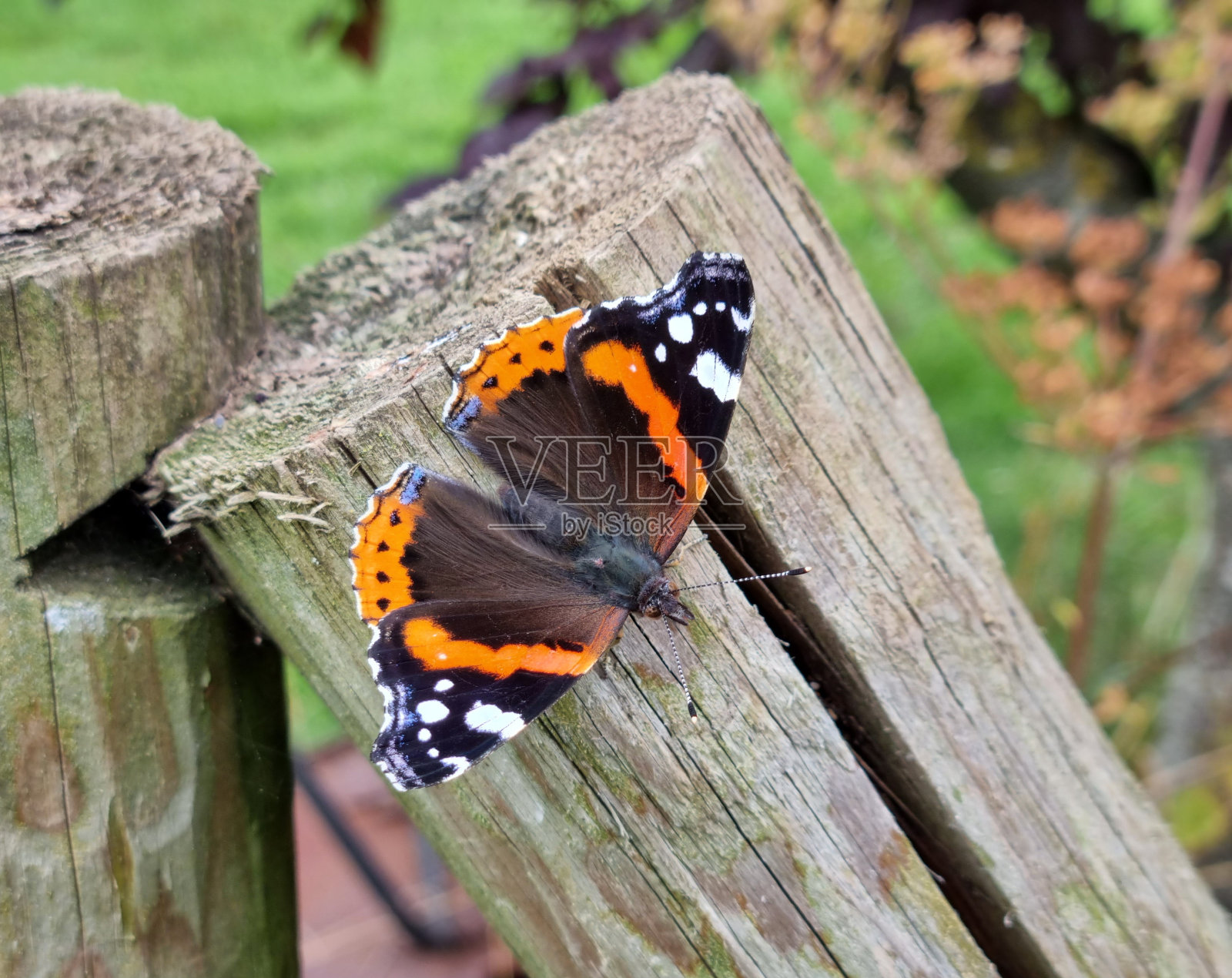红色海军上将蝴蝶照片摄影图片