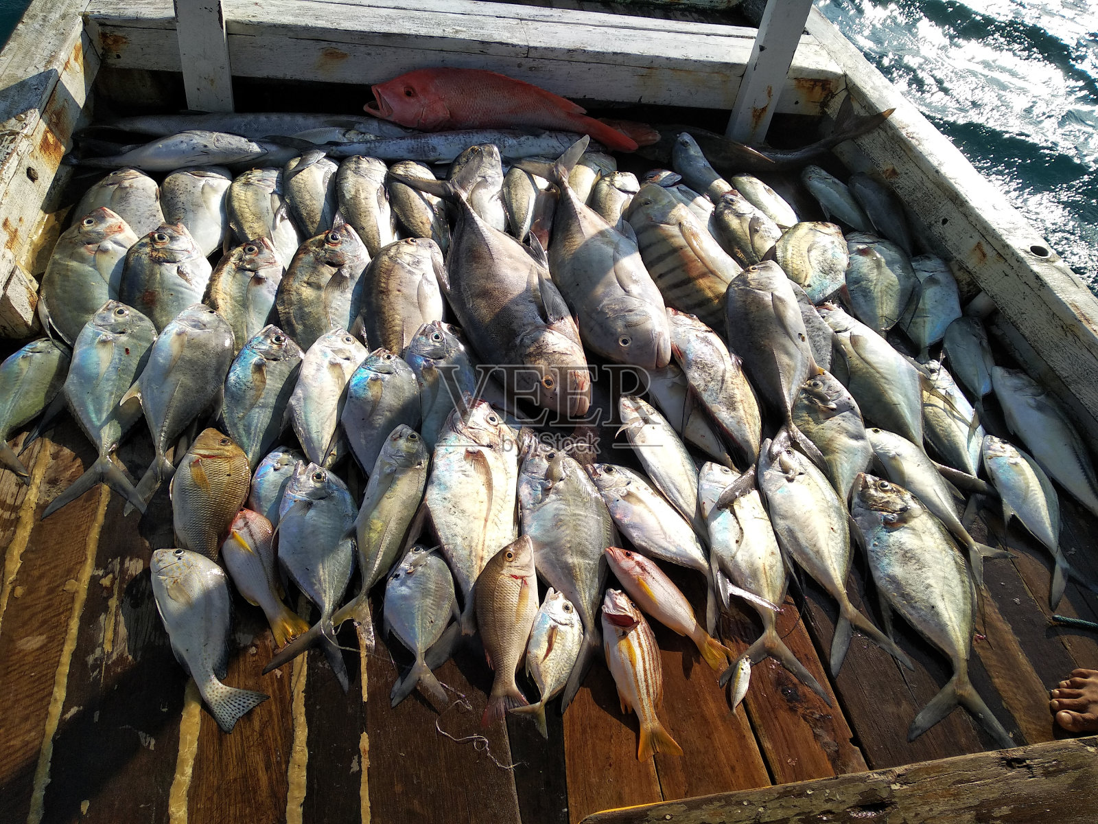 新捕的各种深海鱼类-渔船-印度尼西亚照片摄影图片