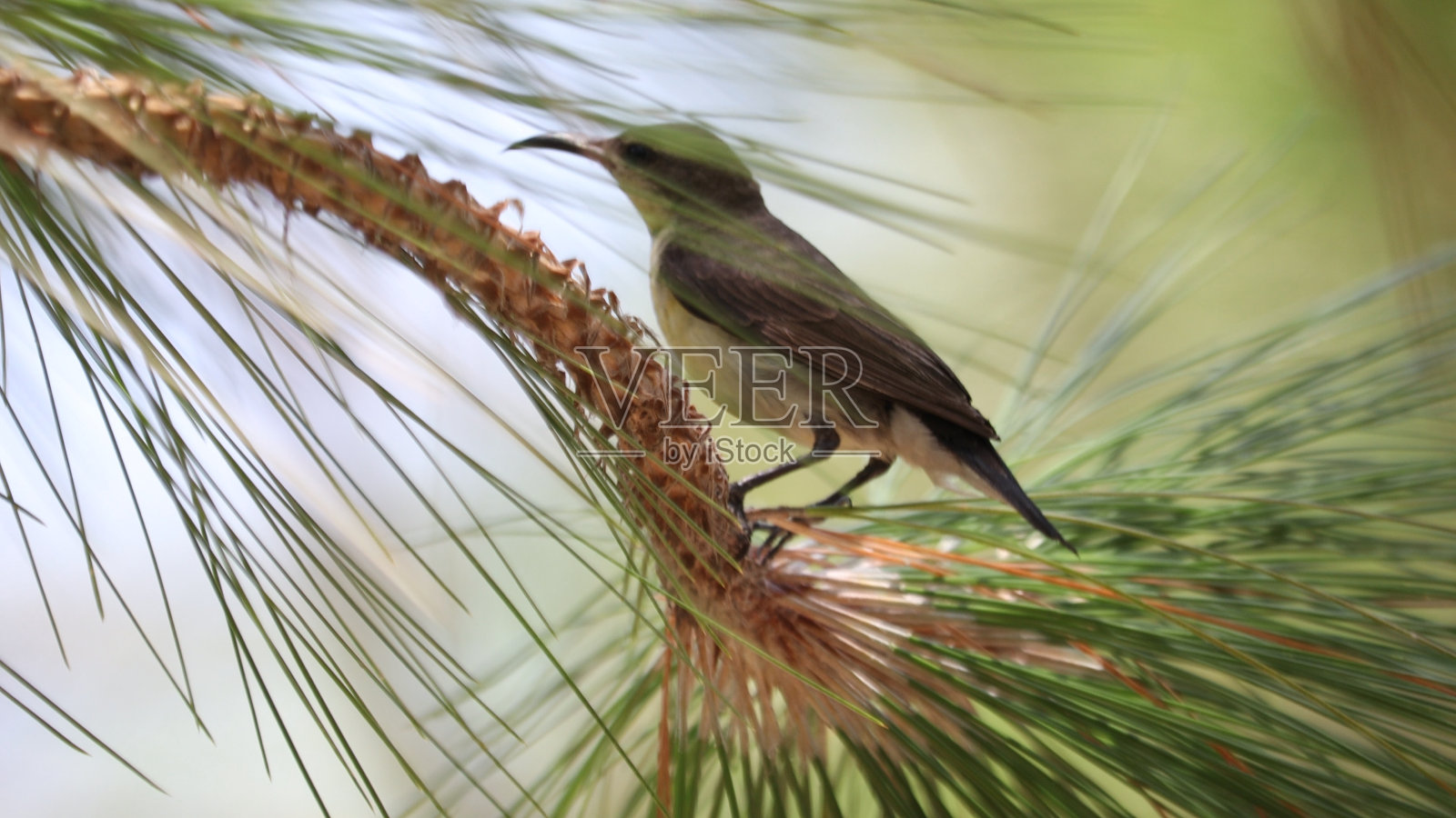 鸟类收藏照片摄影图片