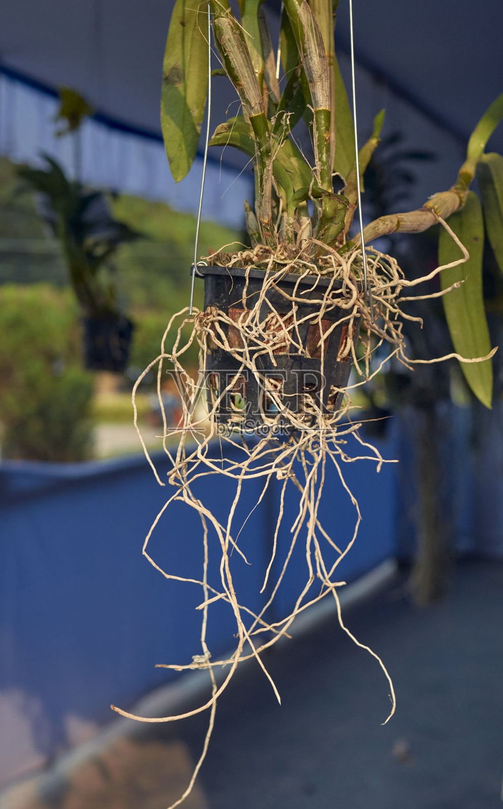 在加尔各答的花卉展览上展出的一种异国情调的花园植物照片摄影图片