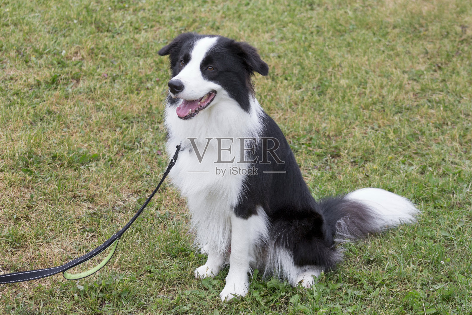 可爱的边境牧羊犬小狗坐在夏天公园的绿草地上。宠物的动物。牧羊犬。照片摄影图片