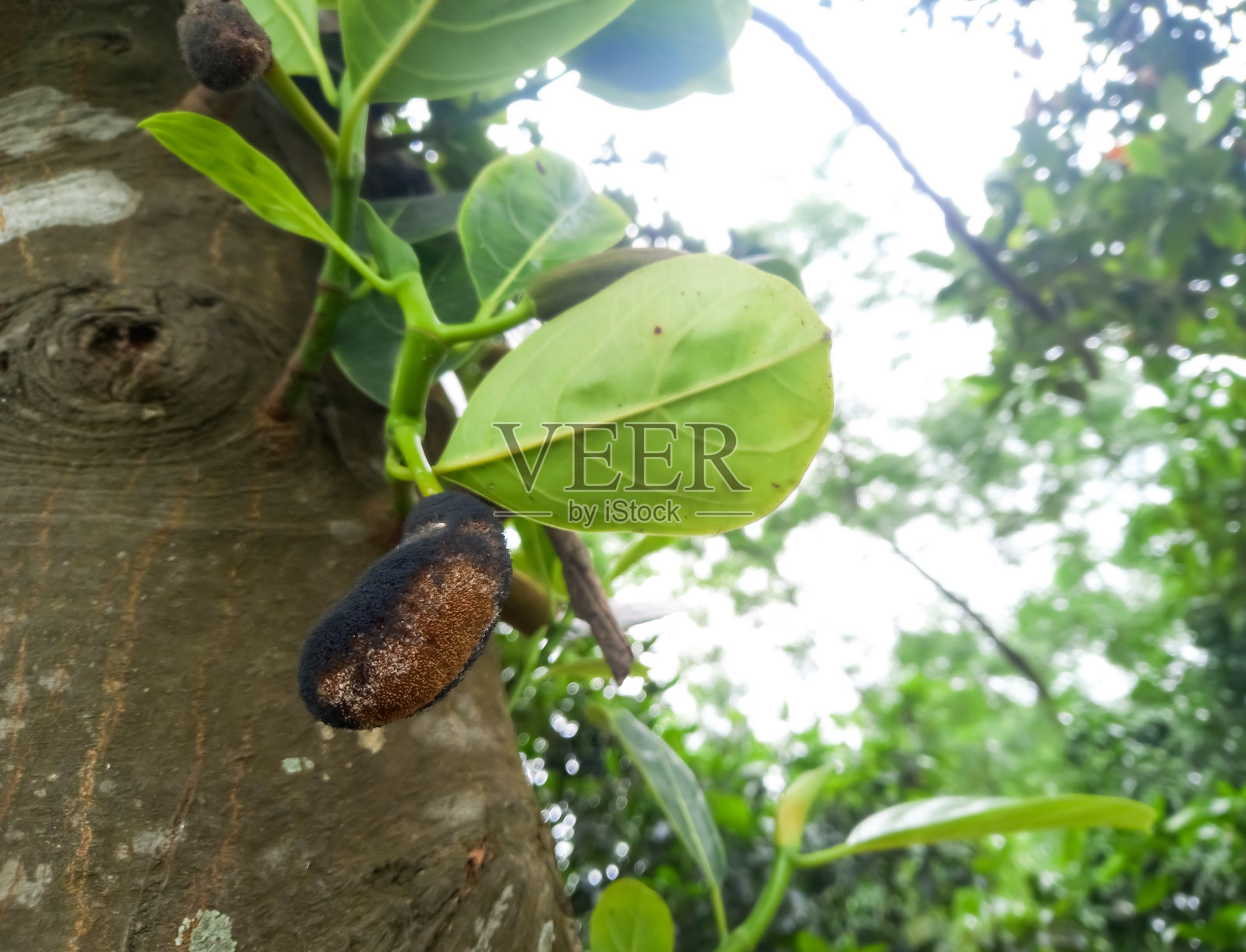 菠萝蜜病害，侵染菠萝蜜幼果的真菌，破坏菠萝蜜幼果照片摄影图片