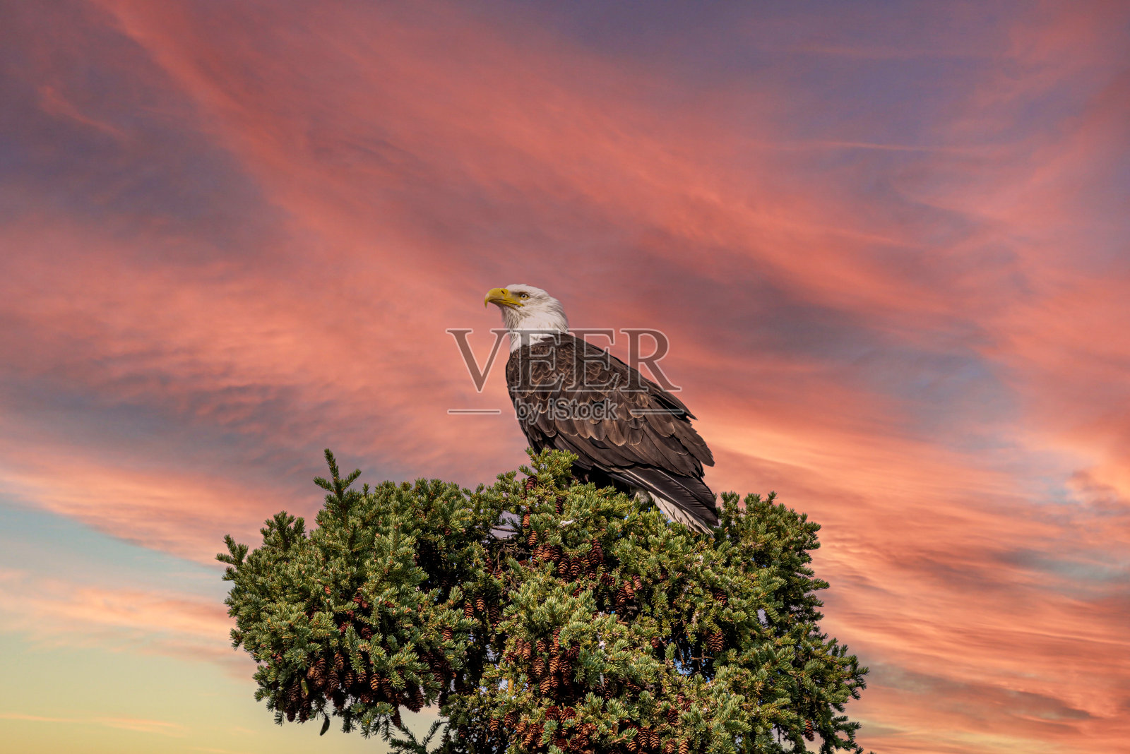 在加拿大北部见到的野生秃鹰照片摄影图片