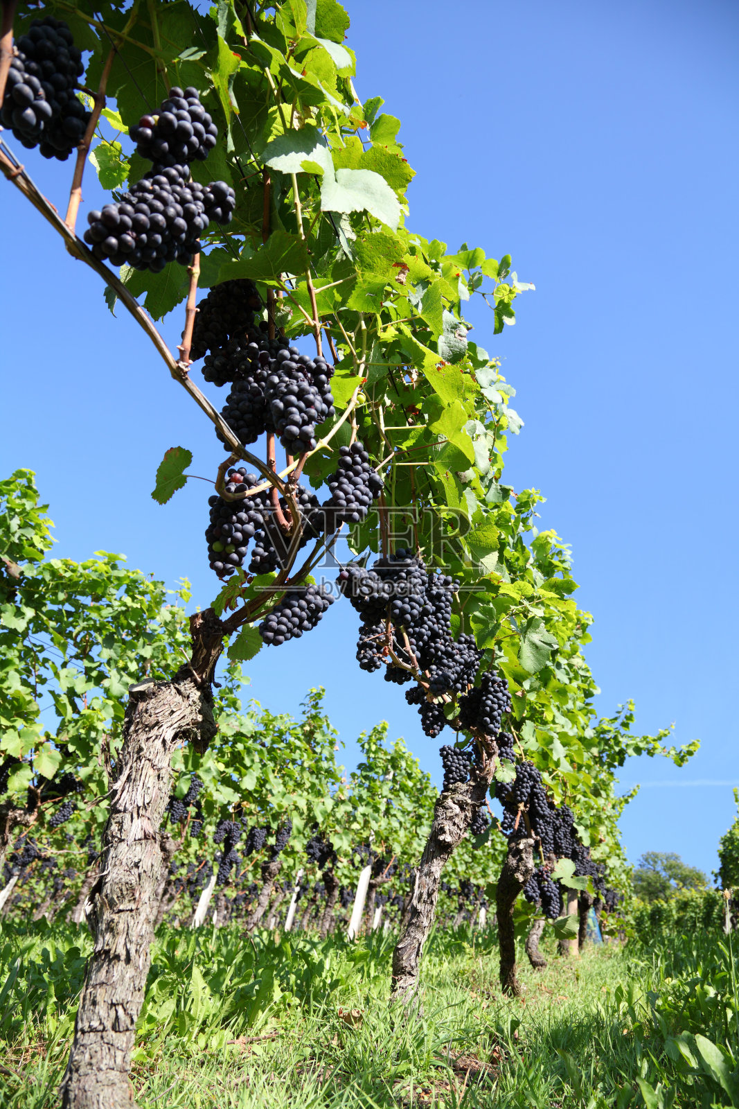 葡萄成熟的葡萄园照片摄影图片