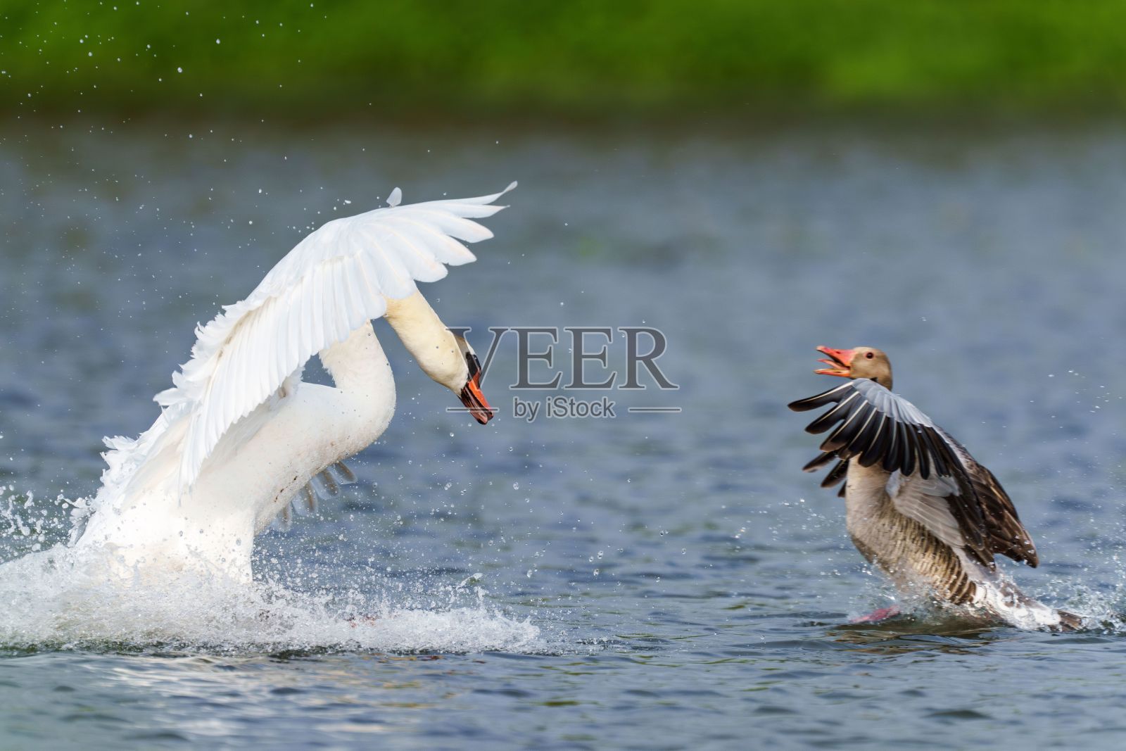雄伟的天鹅从平静的水体中升起，前景中有另一只鸟照片摄影图片