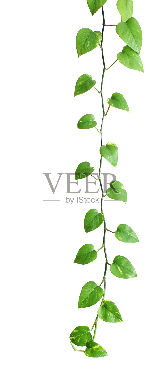 喜林芋植物照片摄影图片