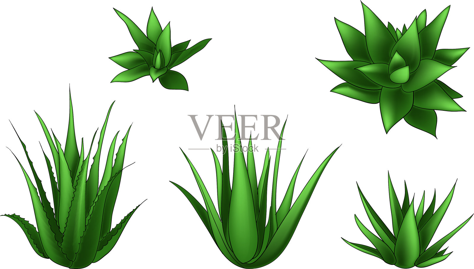 芦荟隔离集插画图片素材