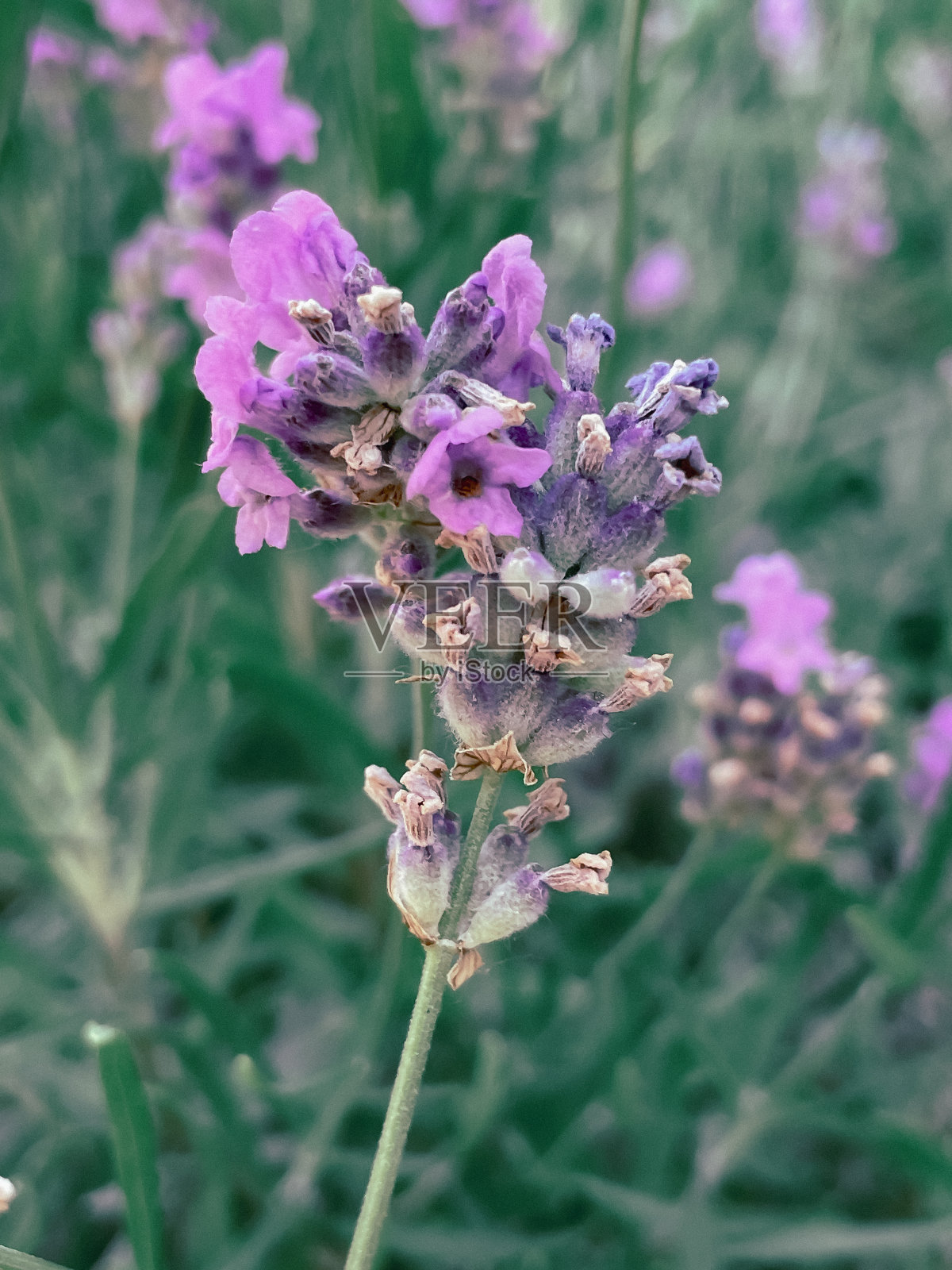 2023年夏天，盛开的薰衣草丛和一只蜜蜂照片摄影图片