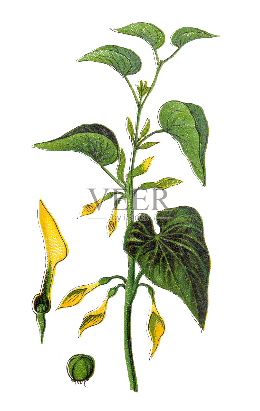 (欧洲)马兜铃草设计元素图片