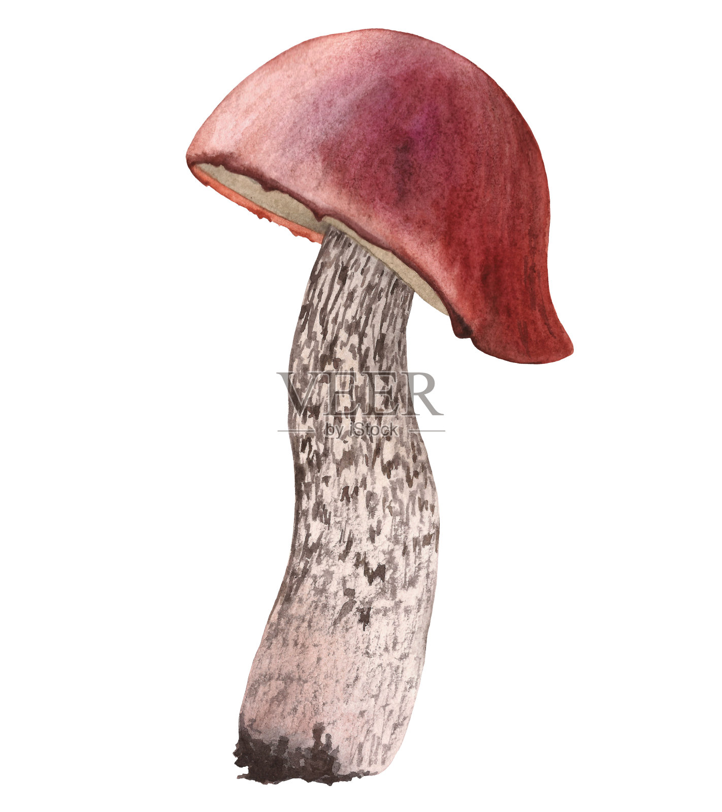 牛肝菌属菌类。水彩手绘元素在白色背景上。插画图片素材