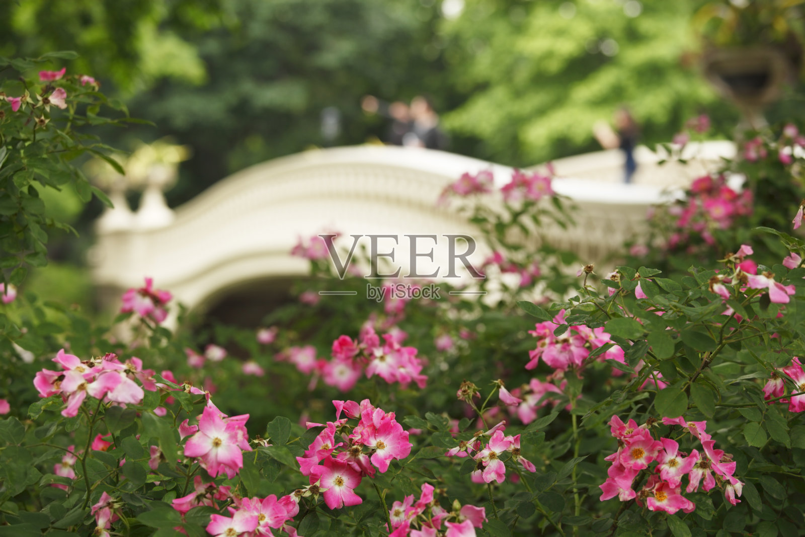 弓桥的照片照片摄影图片