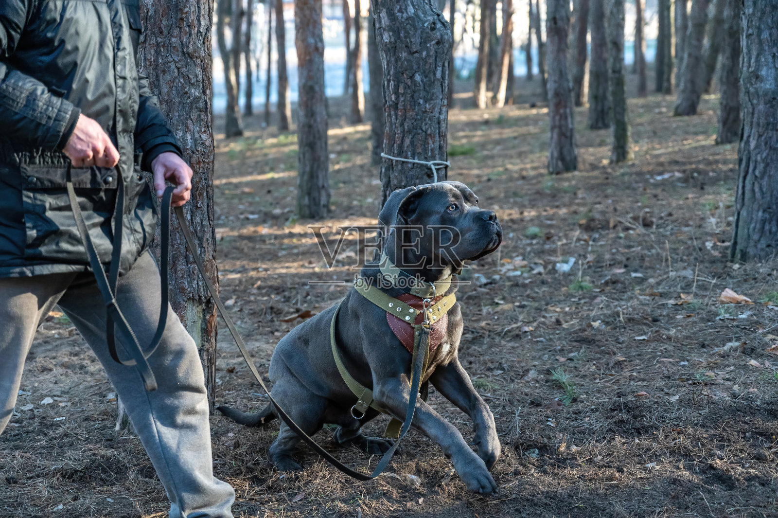 K9培训。一只雄性Cane Corso狗坐在主人旁边。宠物被拴在树干上。他的眼睛盯着正在靠近的教练。照片摄影图片