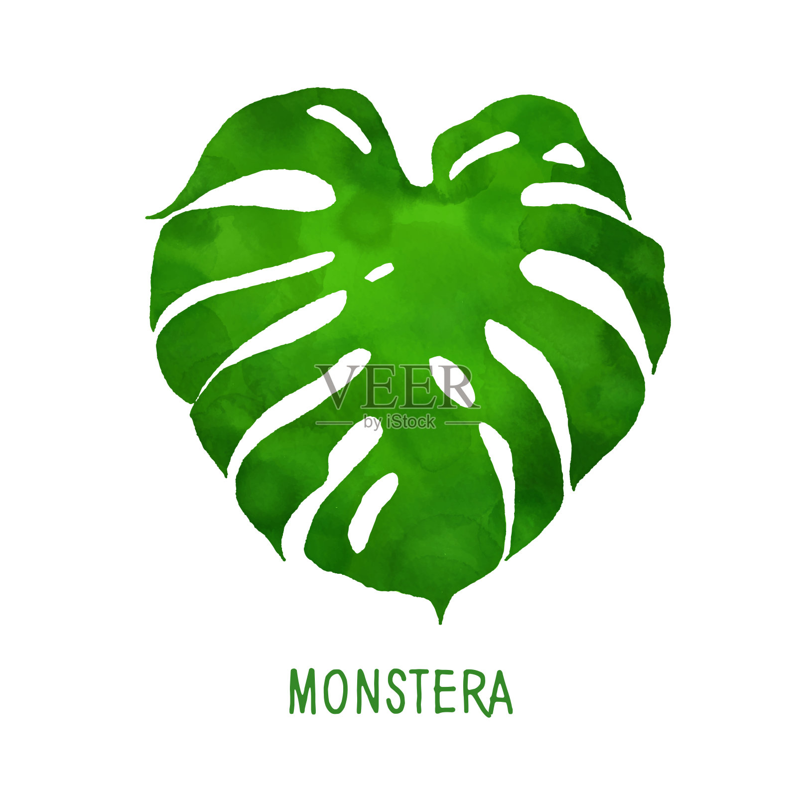 手绘水彩Monstera叶孤立。热带花卉夏季背景。党传单模板。设计元素的销售横幅，海报，标签和邀请卡。插画图片素材