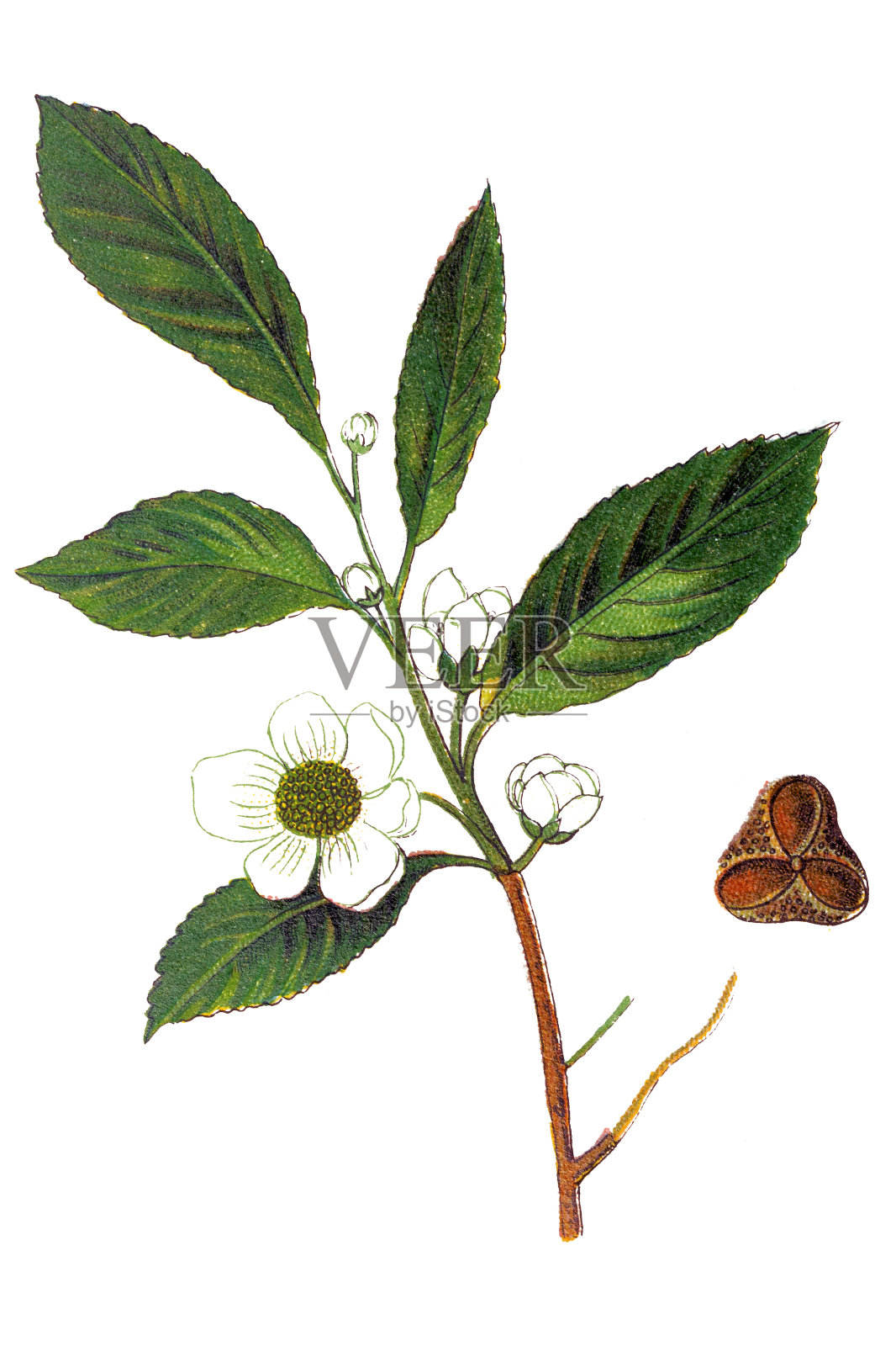 茶树(茶树、茶灌木、茶树)插画图片素材