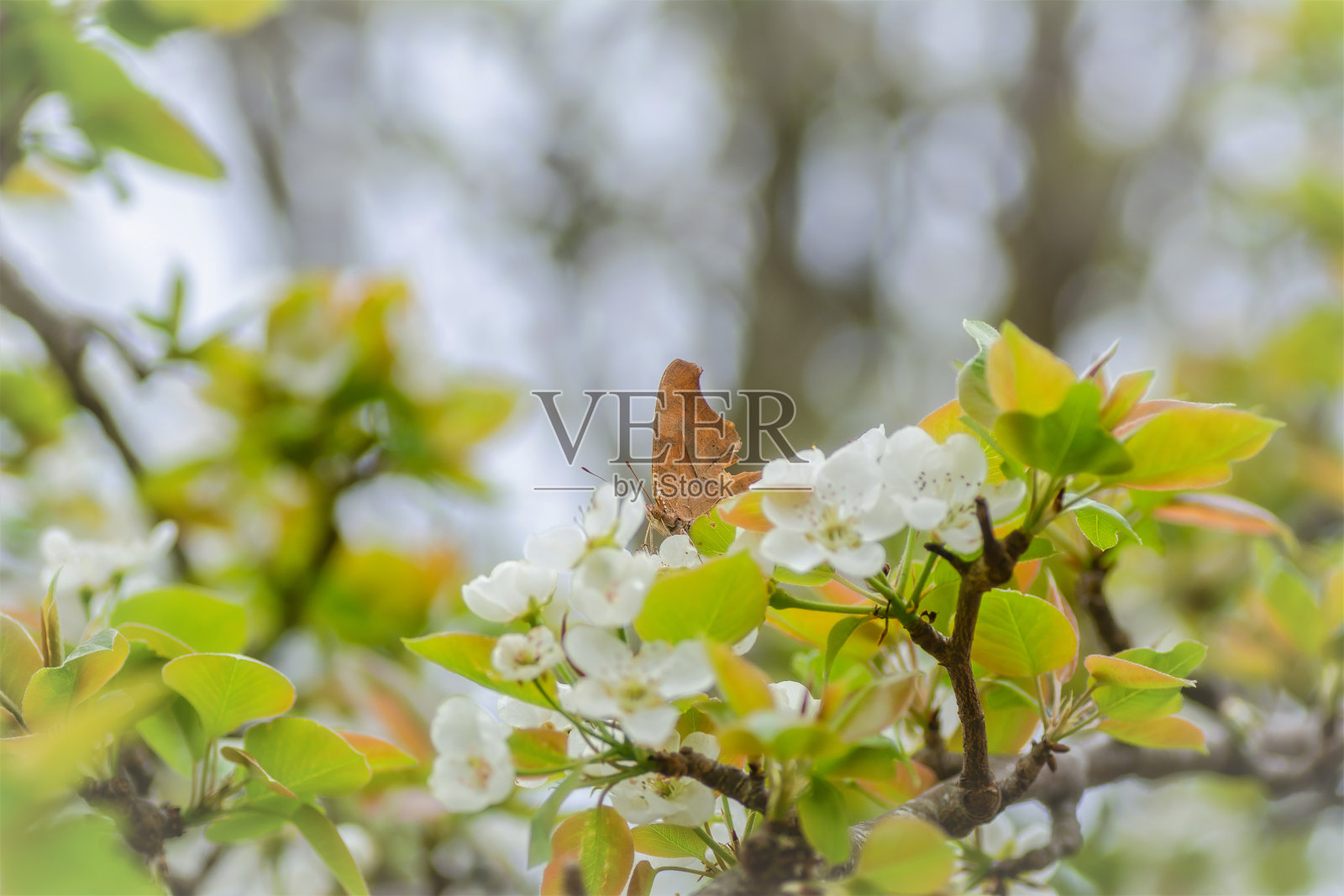桃花照片摄影图片