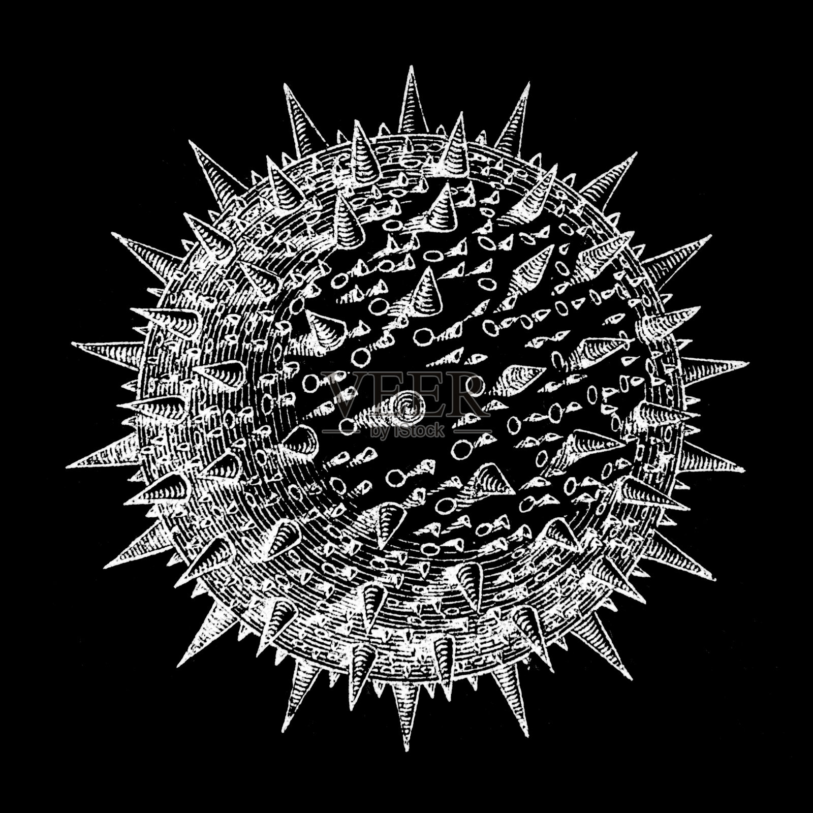 玫瑰杜鹃花的花粉粒插画图片素材