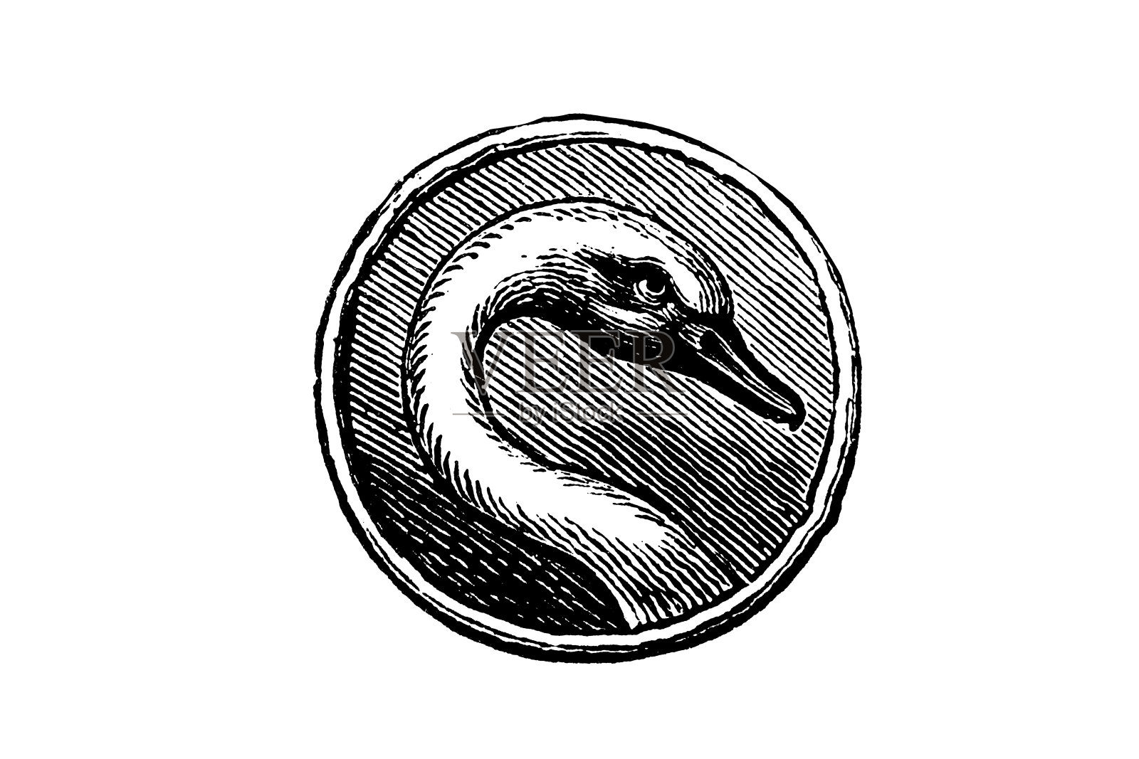 天鹅插画图片素材