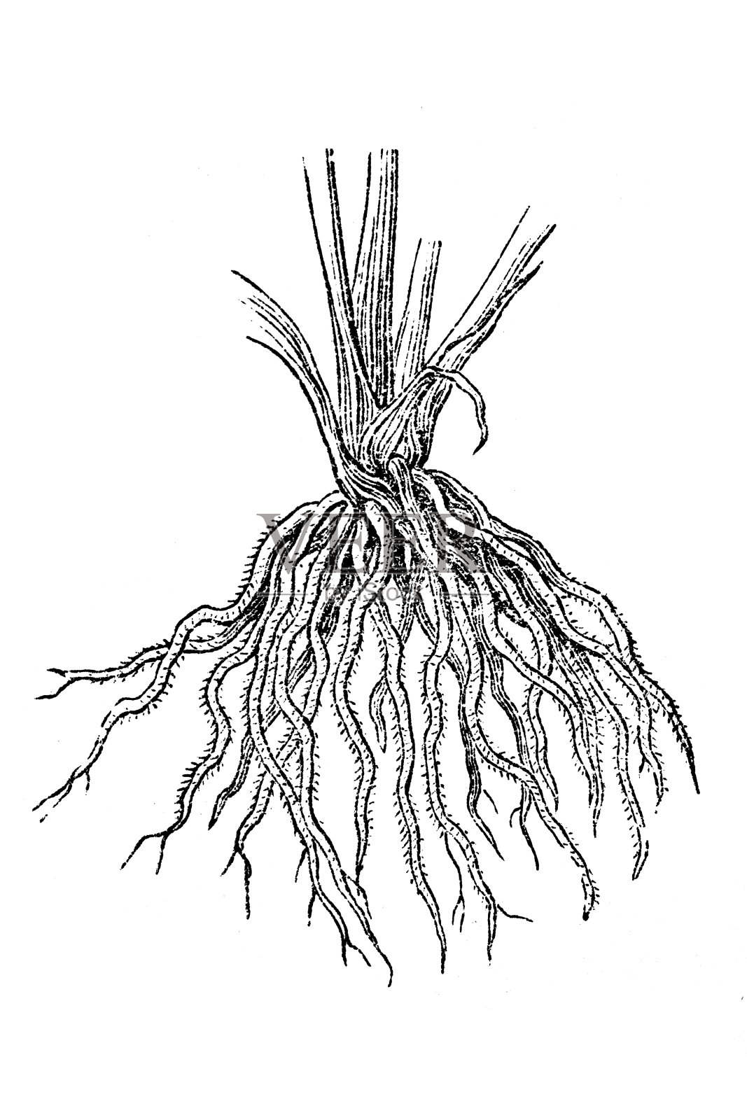 谷粒的粗草根插画图片素材