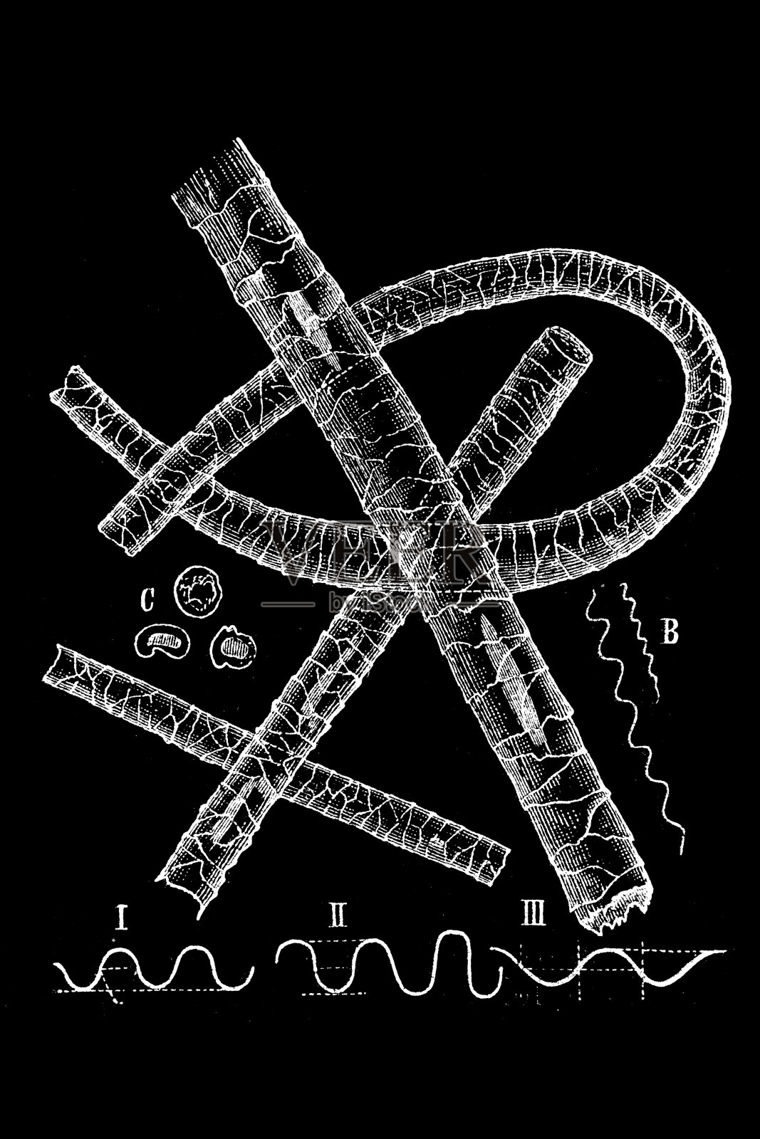 羊毛，放大200倍插画图片素材