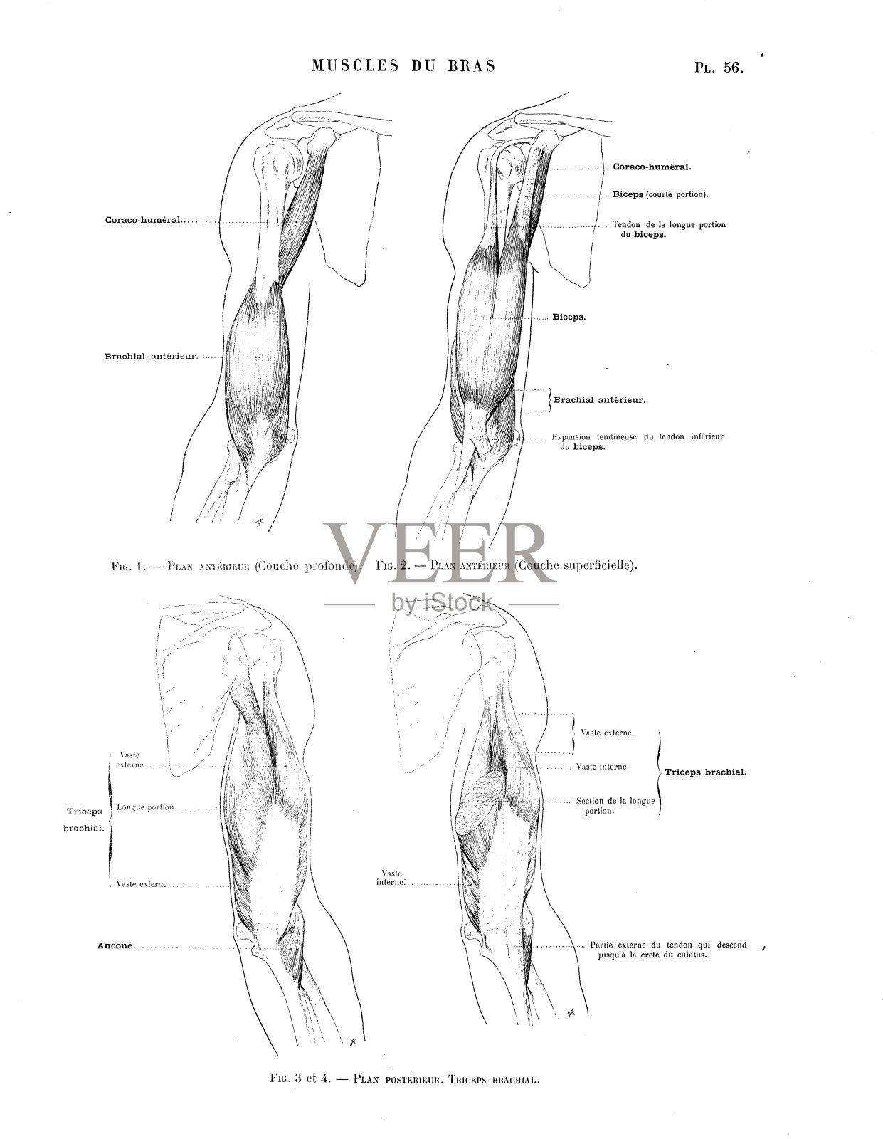 人体解剖学插图摘自法国古董美术书:手臂肌肉插画图片素材