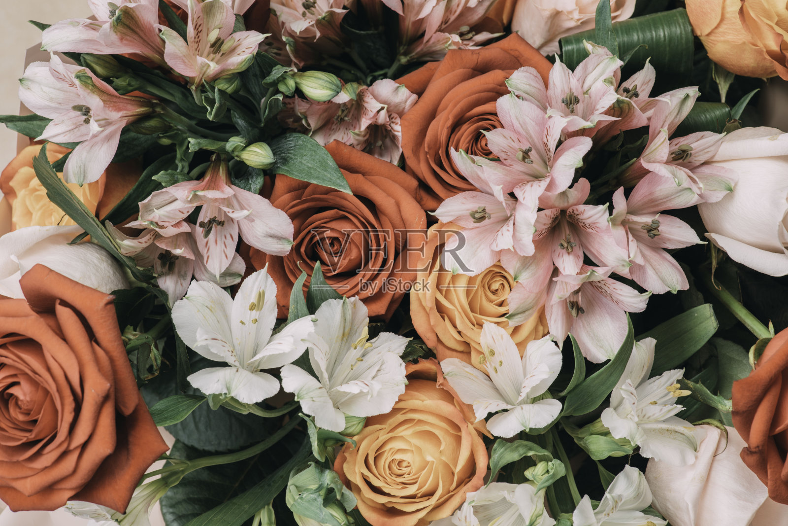 夏天朵朵娇嫩的玫瑰在盛开的花朵上，喜庆的背景，色彩柔和照片摄影图片