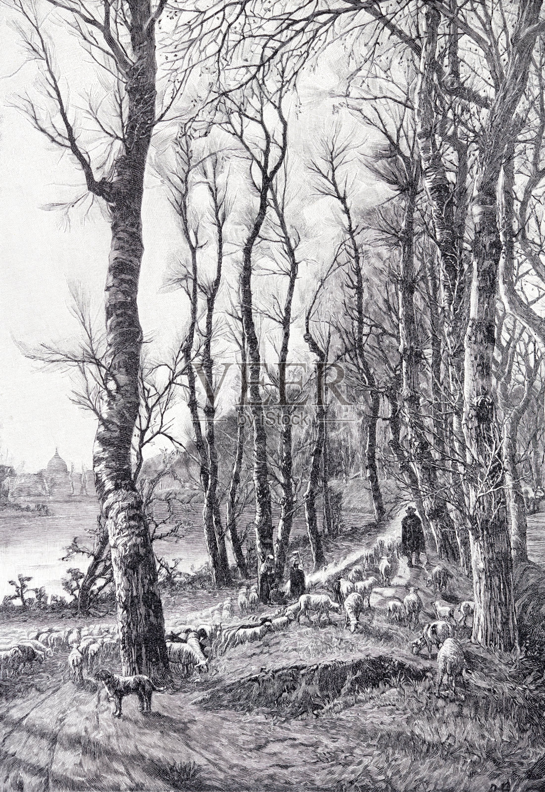 罗马台伯河岸上的羊群插画图片素材