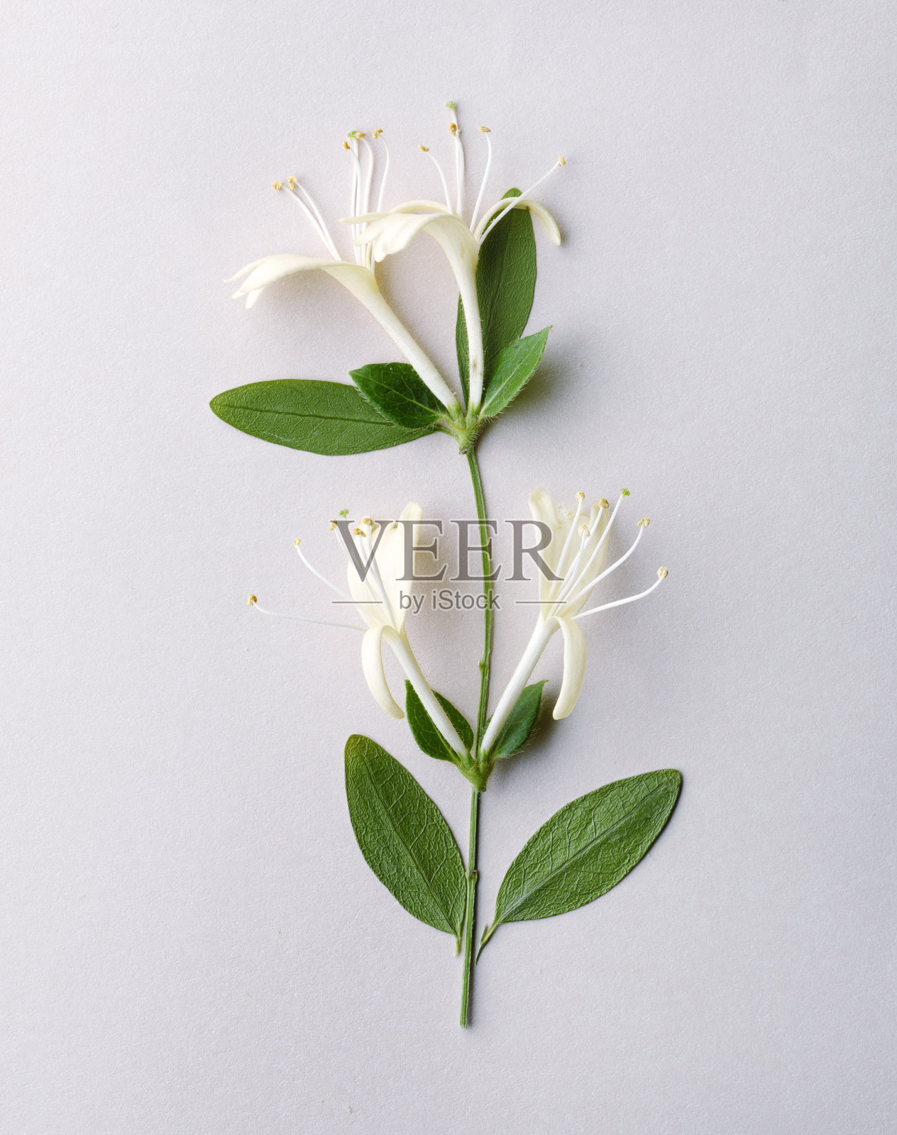 白色的金银花照片摄影图片