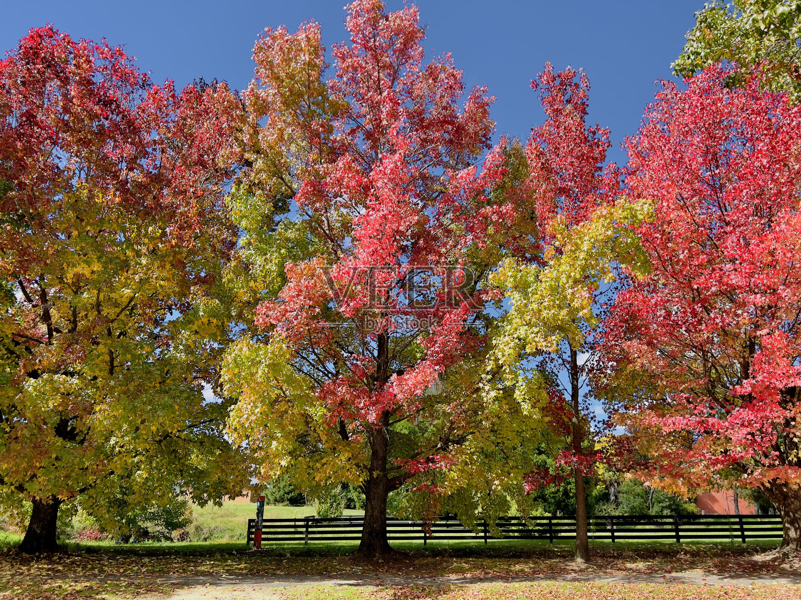 秋天的新英格兰枫树照片摄影图片