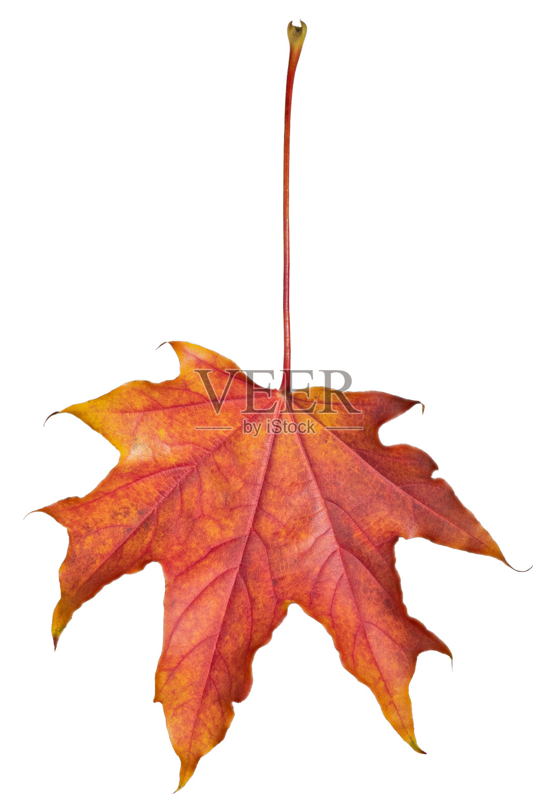 白色的枫树叶子上有红色和橙色照片摄影图片