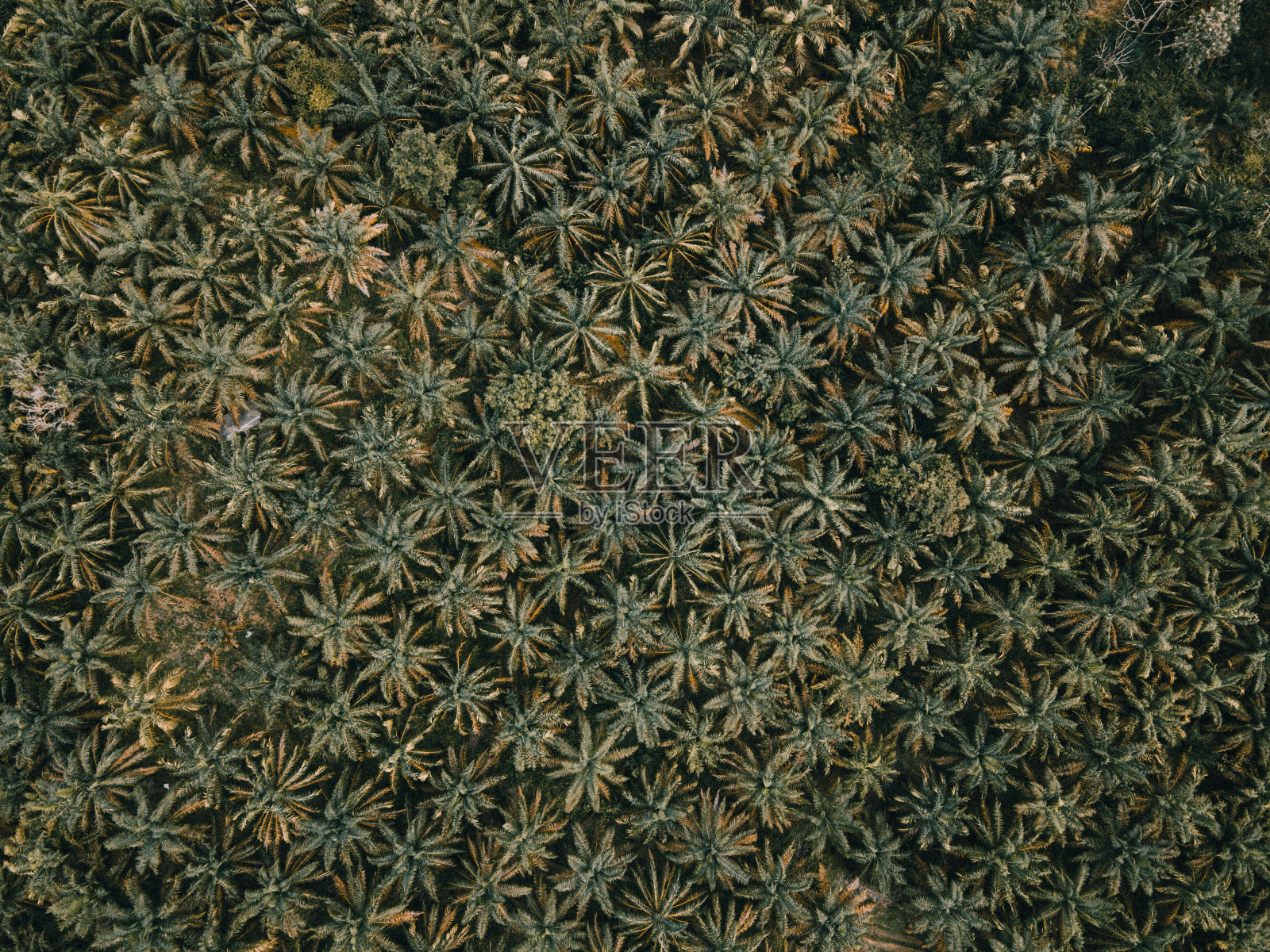 鸟瞰印尼棕榈树照片摄影图片