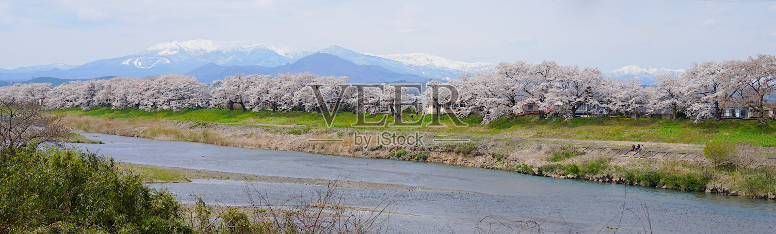 全景风景沿白石河和雪的高山背景在春天，宫城，仙台数千樱花树。照片摄影图片