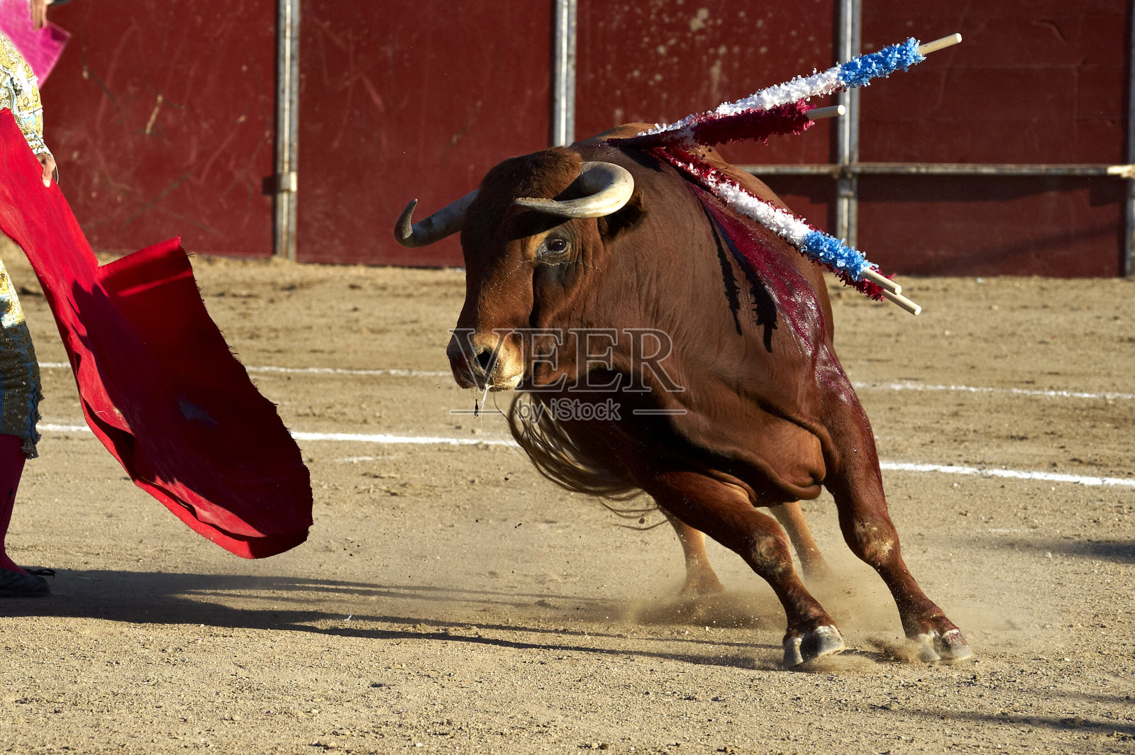 斗牛照片摄影图片