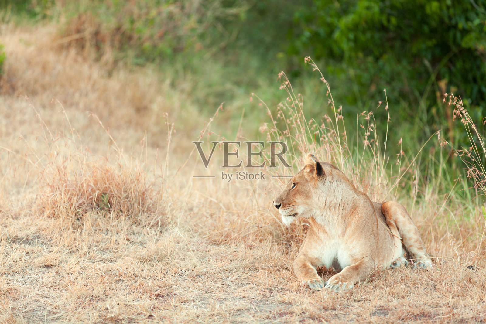 马赛马拉的雌狮子照片摄影图片